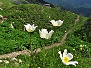 44 Pulsatilla alpina con vista sul sentiero che sale dall'Alpe Corte